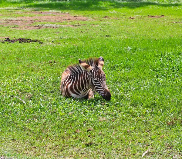 Zebra. — Fotografia de Stock