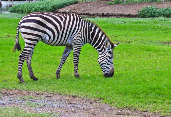 Zebra. — Fotografia de Stock