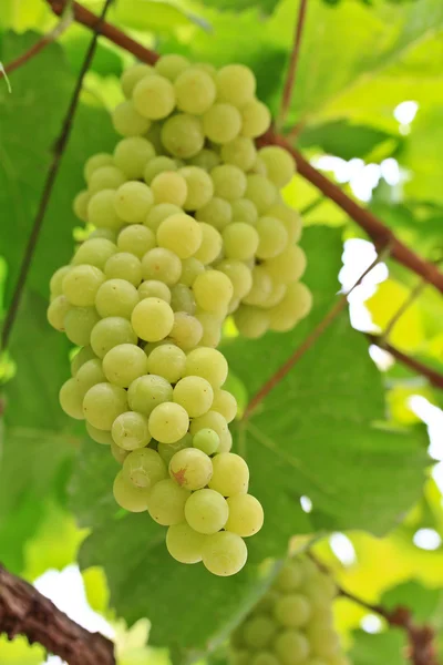 Green grapes — Stock Photo, Image