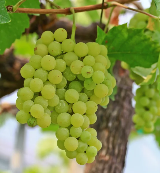 Uvas verdes — Fotografia de Stock