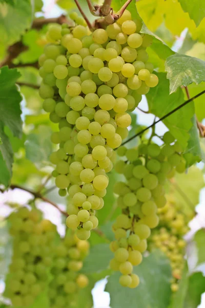 Uvas verdes — Fotografia de Stock