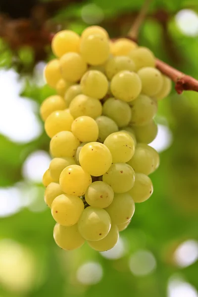 Uvas verdes — Fotografia de Stock