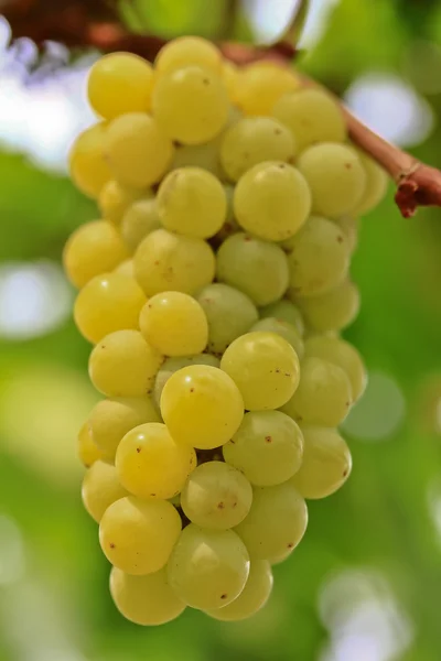 Uvas verdes — Fotografia de Stock