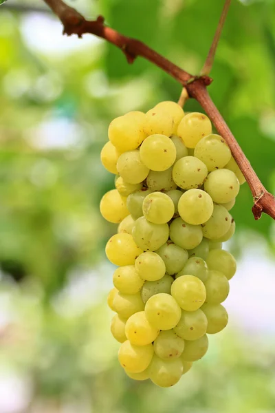 Uvas verdes — Fotografia de Stock