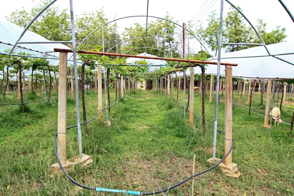 Vineyard — Stock Photo, Image