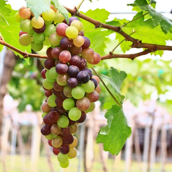 Красный виноград. — стоковое фото