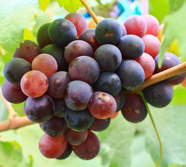 Rode druiven. — Stockfoto