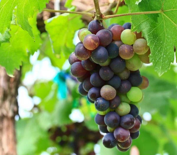 Uvas vermelhas. — Fotografia de Stock