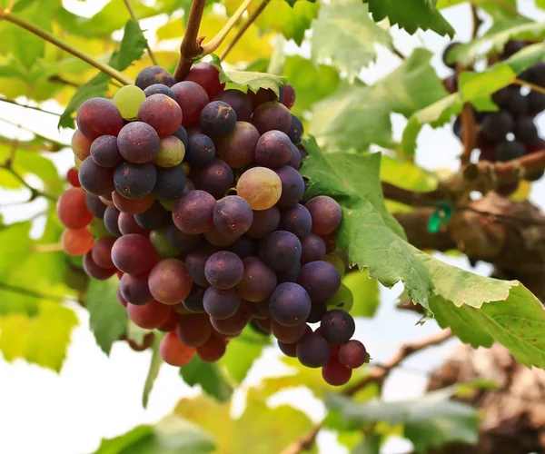 Rode druiven. — Stockfoto