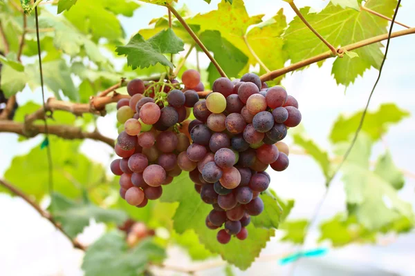 Uvas rojas. — Foto de Stock