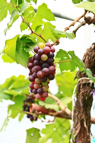 Uvas vermelhas. — Fotografia de Stock