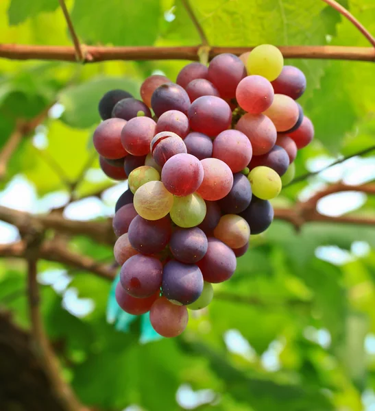 Red grapes. — Stock Photo, Image