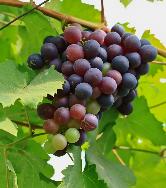 Winogrona czerwone. — Zdjęcie stockowe