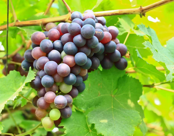 Uvas vermelhas. — Fotografia de Stock