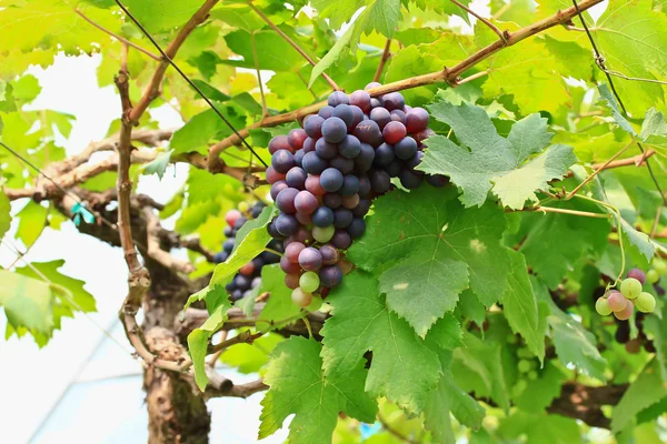 Uvas rojas. — Foto de Stock