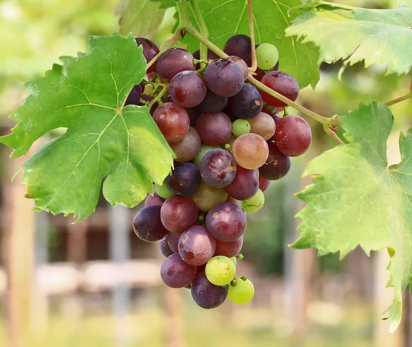 Uvas rojas. —  Fotos de Stock