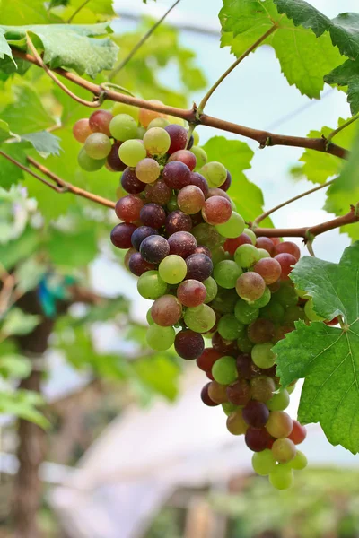 Uvas rojas. — Foto de Stock