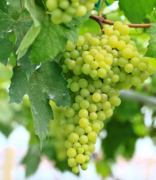 Green grapes — Stock Photo, Image