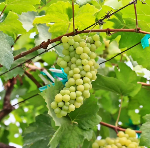 Green grapes — Stock Photo, Image