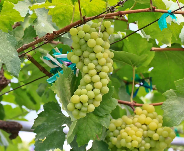 Uvas verdes — Foto de Stock