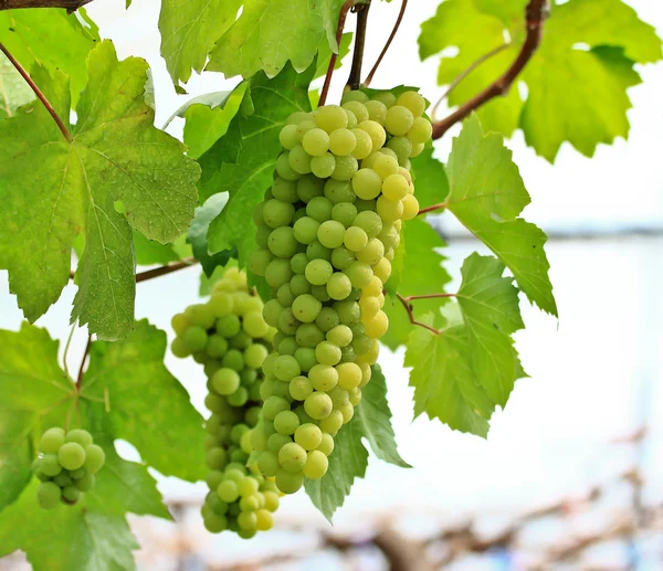 Uvas verdes — Fotografia de Stock