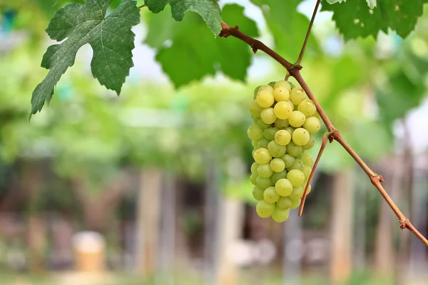 Groene druiven — Stockfoto