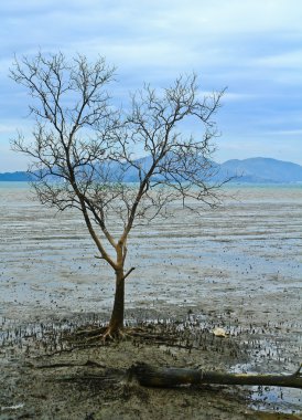 Mangrove Ormanı