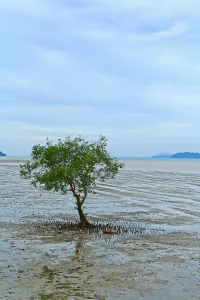 Mangroveskog — Stockfoto