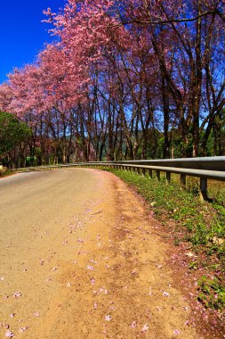 Kış aylarında çiçek açan sakura