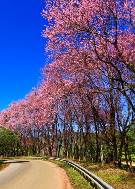 Kış aylarında çiçek açan sakura