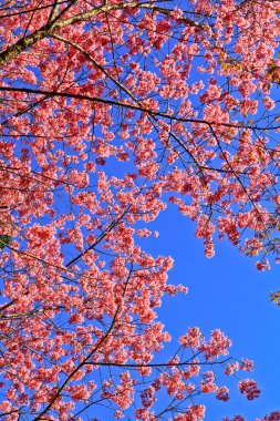 Kış aylarında çiçek açan sakura