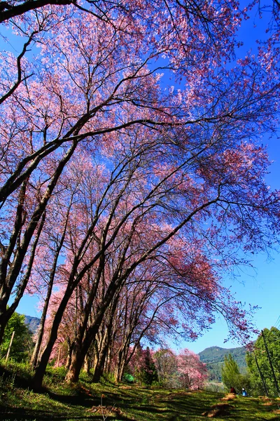 Sakura blüht — Stockfoto