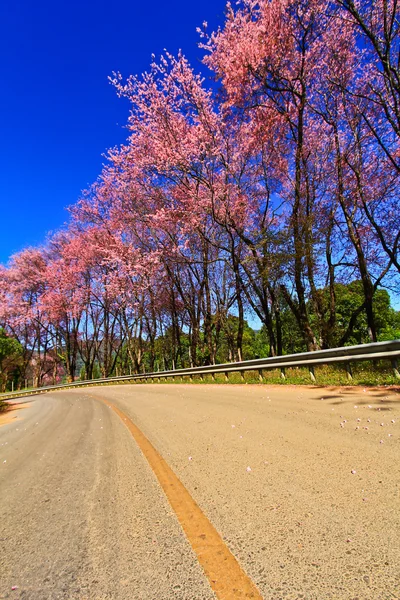 Kış aylarında çiçek açan sakura — Stok fotoğraf