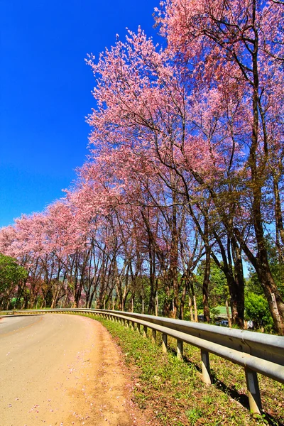 Sakura blooming in winter — Stock Photo, Image