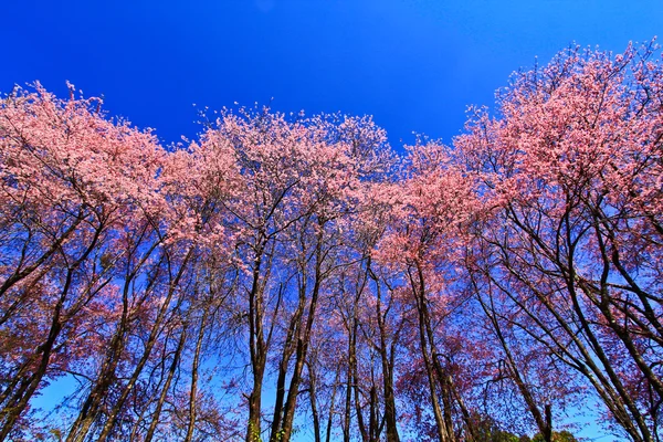 Sakura fioritura in inverno — Foto Stock