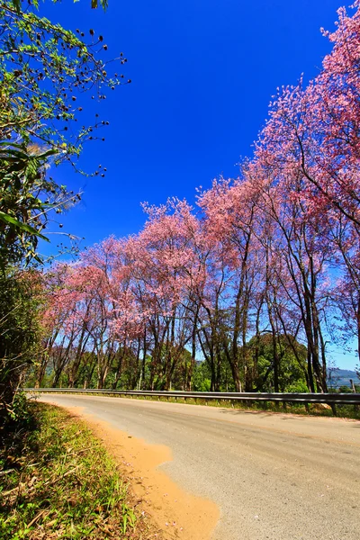 Sakura blooming in winter — Stock Photo, Image