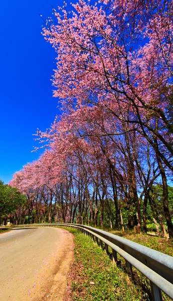 Kış aylarında çiçek açan sakura — Stok fotoğraf