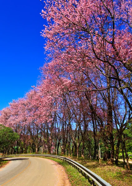 Sakura blüht im Winter — Stockfoto