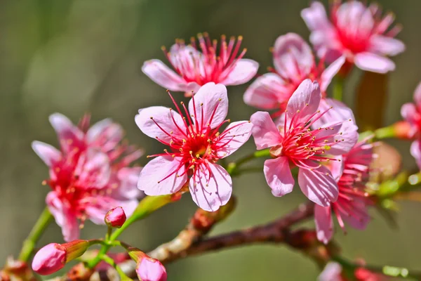 Sakura flor florescente — Fotografia de Stock
