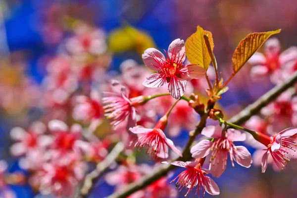 Sakura blomstrende blomst - Stock-foto