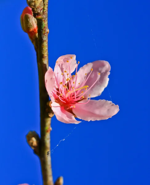 Цветущий цветок сакуры — стоковое фото