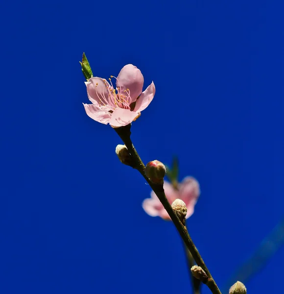 さくら咲く花 — ストック写真