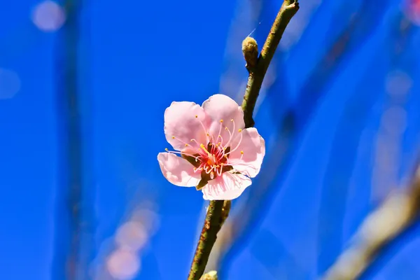 Sakura květu — Stock fotografie