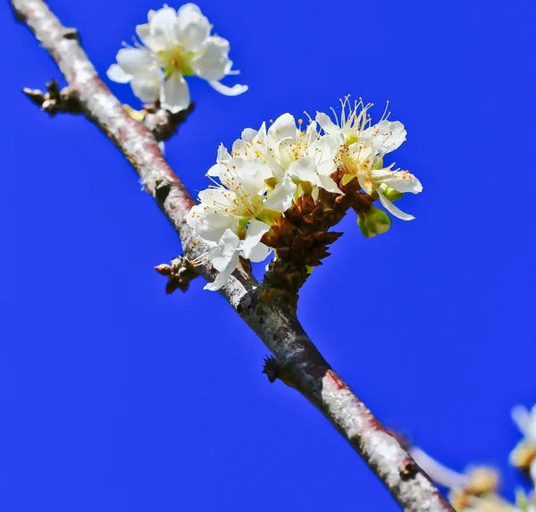 Sakura fleur en fleurs — Photo