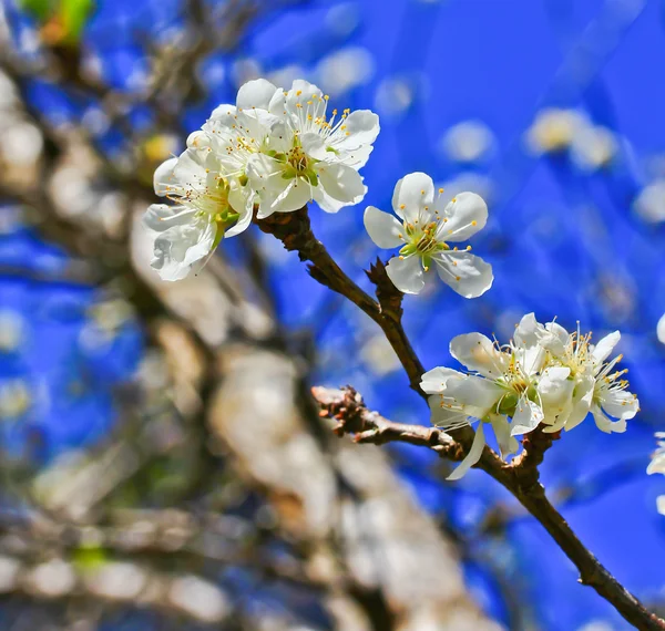 Sakura blooming flower — Stock Photo, Image