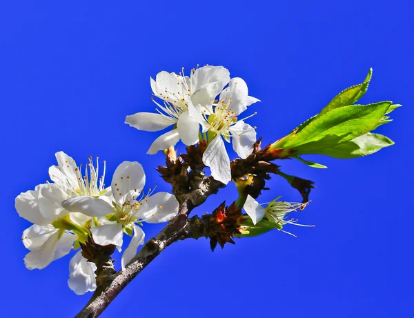 Sakura blooming flower — Stock Photo, Image