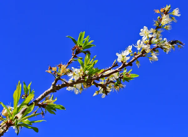 Sakura fleur en fleurs — Photo