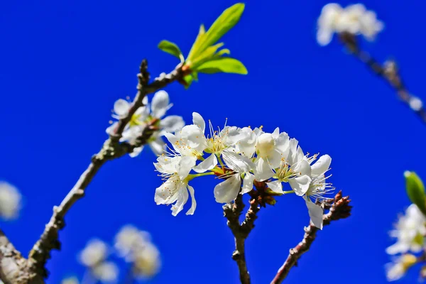 Sakura blooming flower — Stock Photo, Image