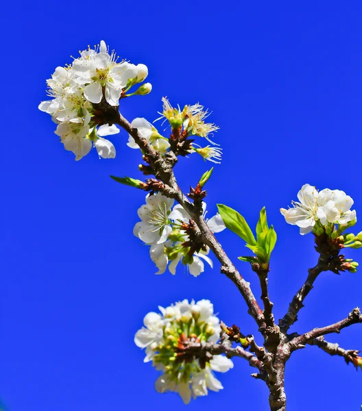 Sakura květu — Stock fotografie