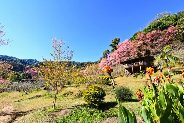 Sakura bloeien in de winter — Stockfoto